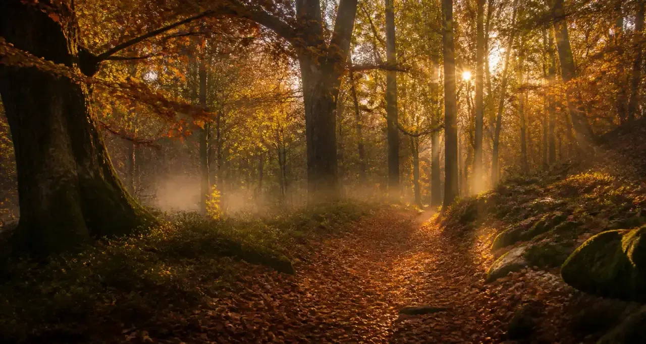 Sentier de randonnée en forêt de Lorraine à l'automne