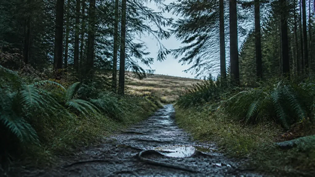 Plateau de Malzéville : sentier forestier humide et ruisseaux
